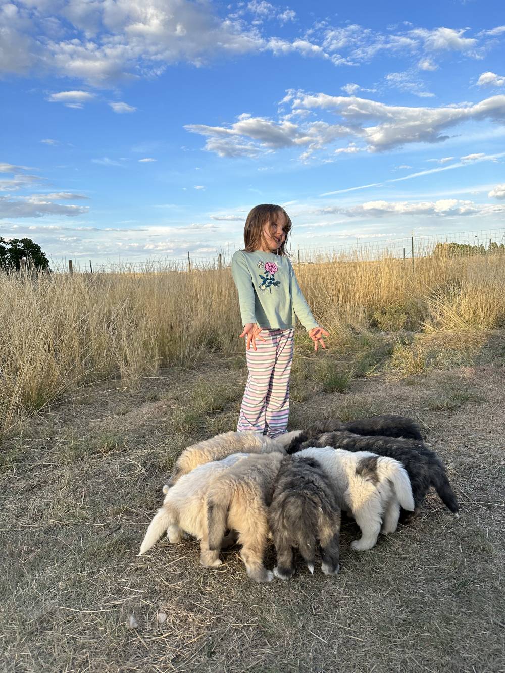 Colorado_Mountain-Dog (4)