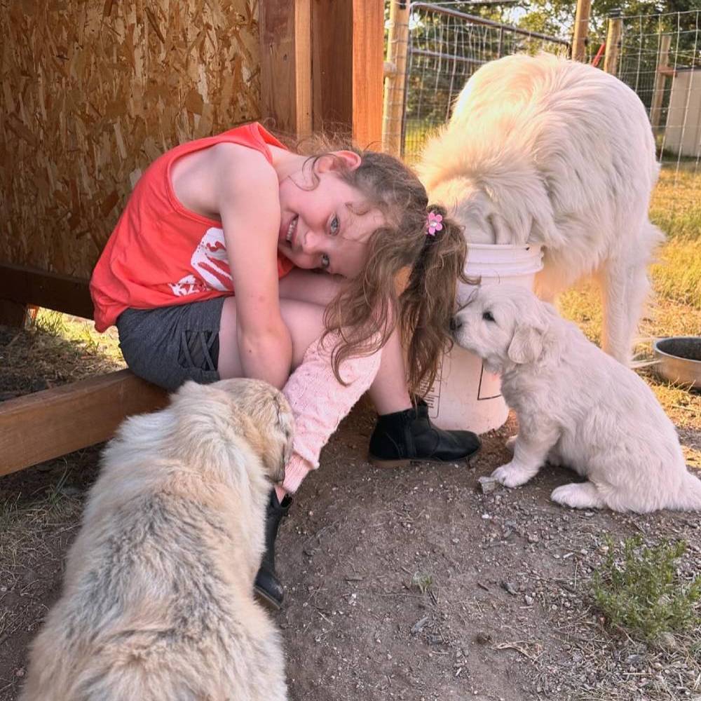 Family-friendly_ranch_dogs