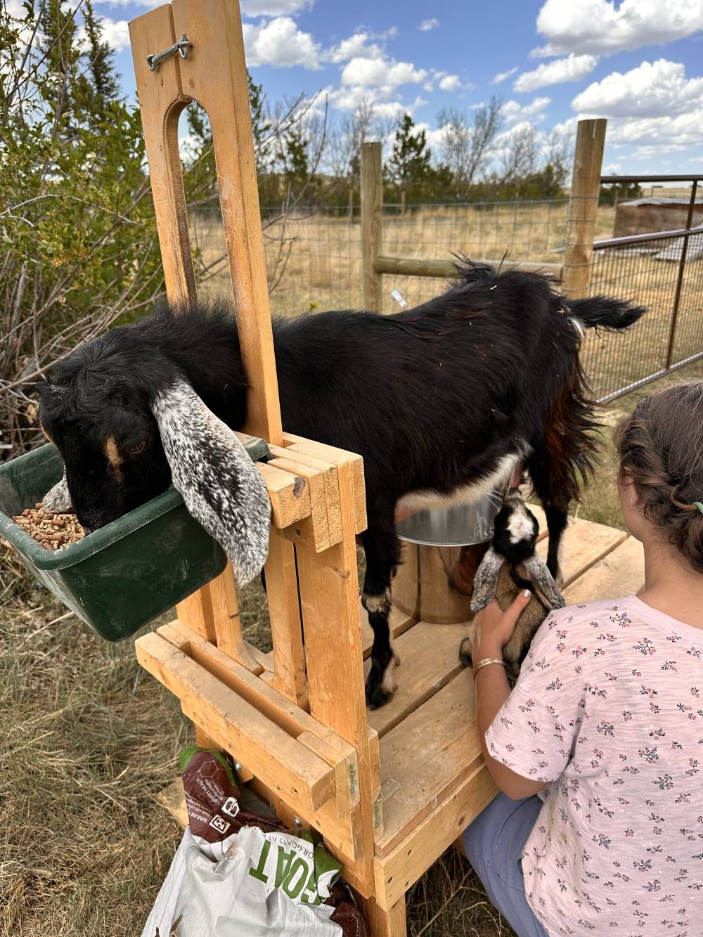 Goats (2)