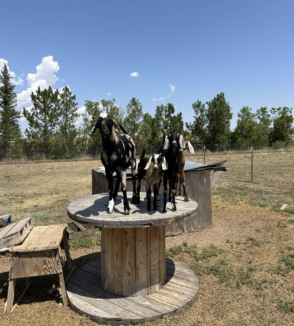 Ranch Care Goats