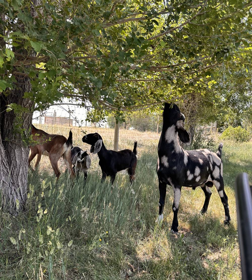Ranch Care_Goats